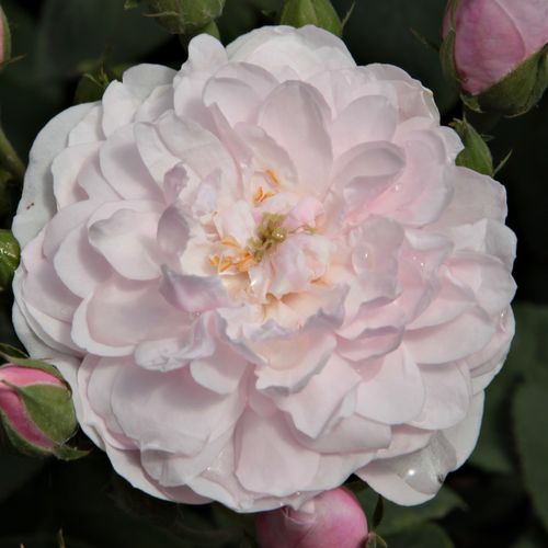 Rosa, später weiße blüten - noisette rosen